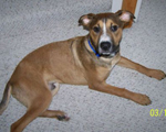 Davison, Shepherd Mix